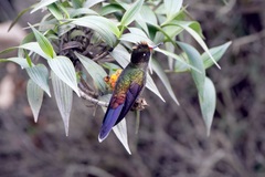 Chalcostigma herrani