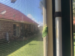 Cystosoma saundersii