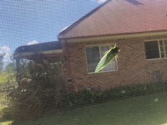 Cystosoma saundersii