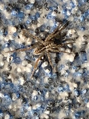 Artoriinae
