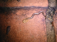 Geophilus carpophagus