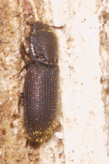 Pycnomerodes peregrinus