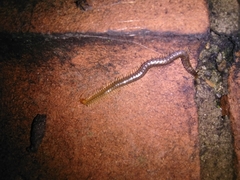 Geophilus carpophagus