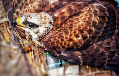 Buteo rufinus