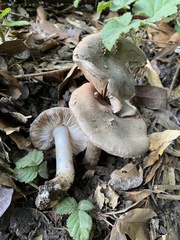 Entoloma ferruginans