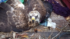 Buteo rufinus