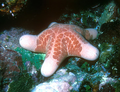 Choriaster granulatus
