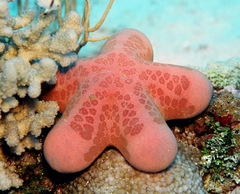 Choriaster granulatus