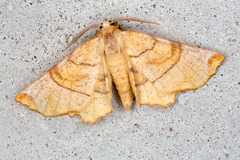 Selenia lunularia