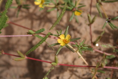 Portulaca foliosa
