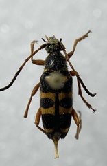 Typocerus sparsus