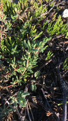 Frankenia salina