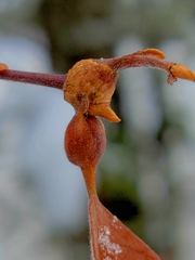Euura petiolaridis