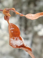 Euura petiolaridis