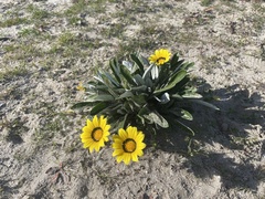 Gazania rigens