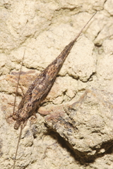 Nesomachilis