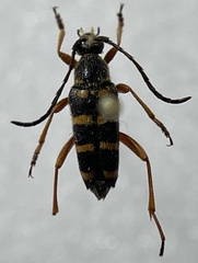 Typocerus sparsus