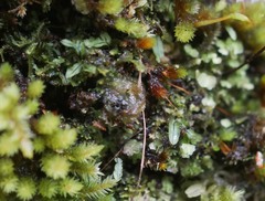 Hymenophyllum armstrongii