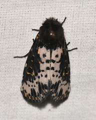 Xanthopastis timais