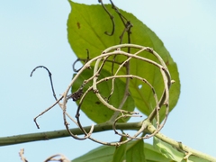 Ventilago denticulata