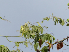 Ventilago denticulata