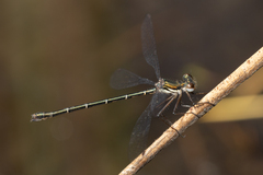 Archiargiolestes parvulus