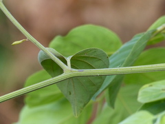 Ventilago denticulata