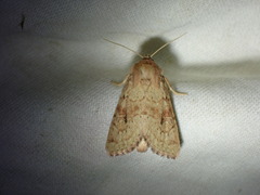 Luperina rubella