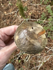 Xerocomellus zelleri