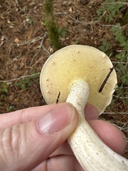 Xerocomellus zelleri