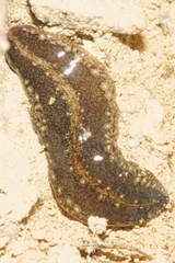 Newzealandia