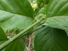 Ventilago denticulata