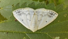 Lomographa temerata