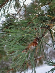 Pinus sylvestris