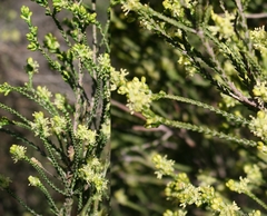 Passerina comosa