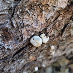 Cryptoporus volvatus