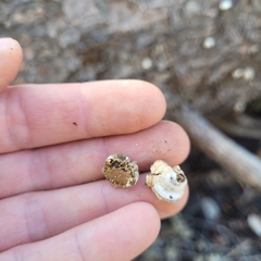 Cryptoporus volvatus