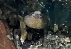 Bopyroides hippolytes