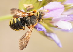 Rhodanthidium septemdentatum
