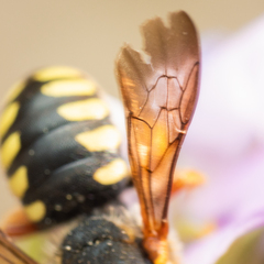 Rhodanthidium septemdentatum
