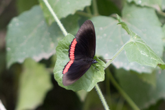 Biblis hyperia