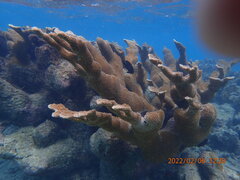 Acropora palmata