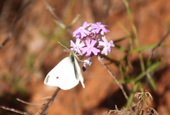 Glandularia aristigera