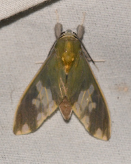 Castrica phalaenoides
