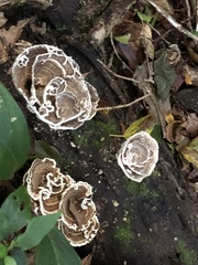 Trametes menziesii