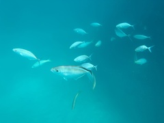Caranx ruber