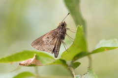 Psoralis stacara