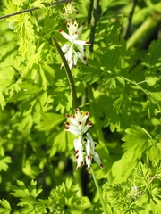 Fumaria capreolata