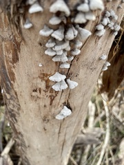 Schizophyllum