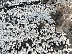 Henningsomyces candidus